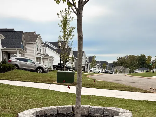 A circular stone ring built around a young tree, filled with mulch.