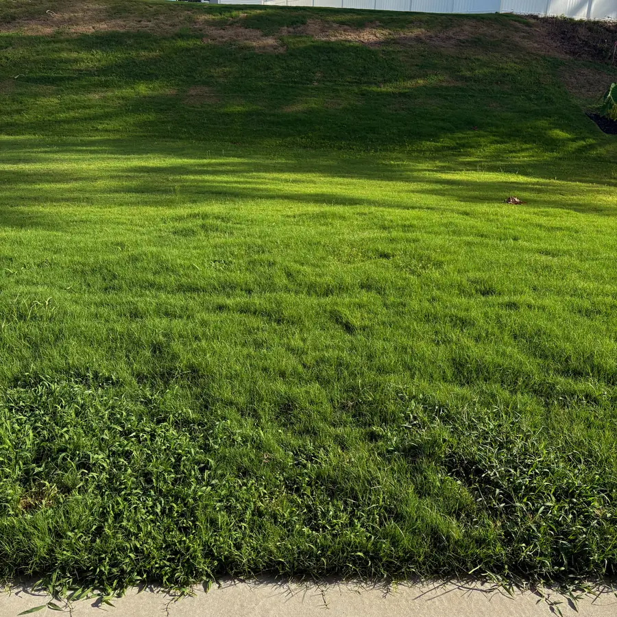Before: the same slope shaggy and uneven, grass grown long over the walk.